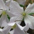 Clematis princ charles: recenzije, opis, fotografija